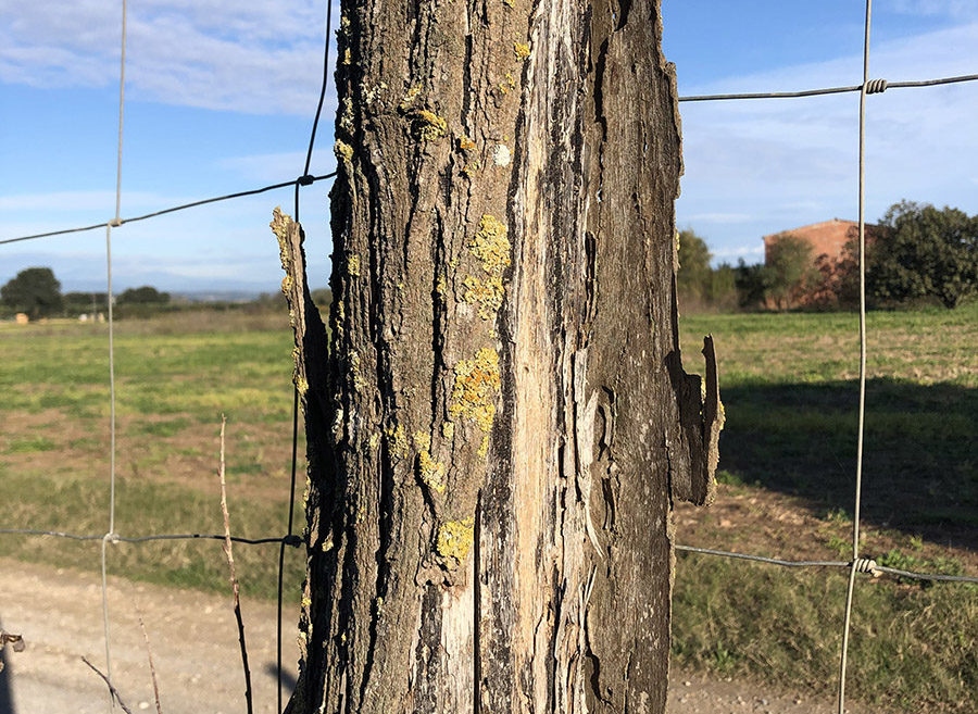 10 Poste madera acacia 18 años