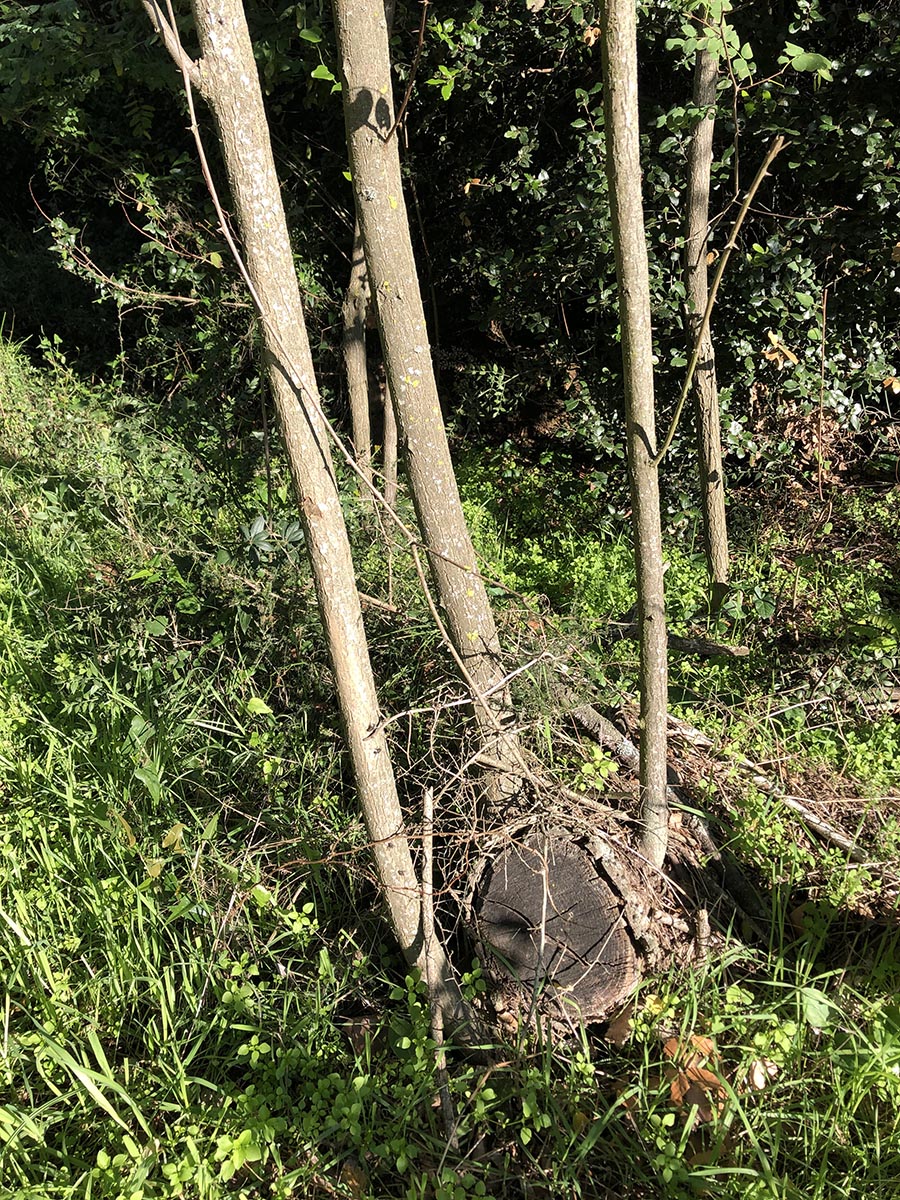 22 rebrotes madera acacia