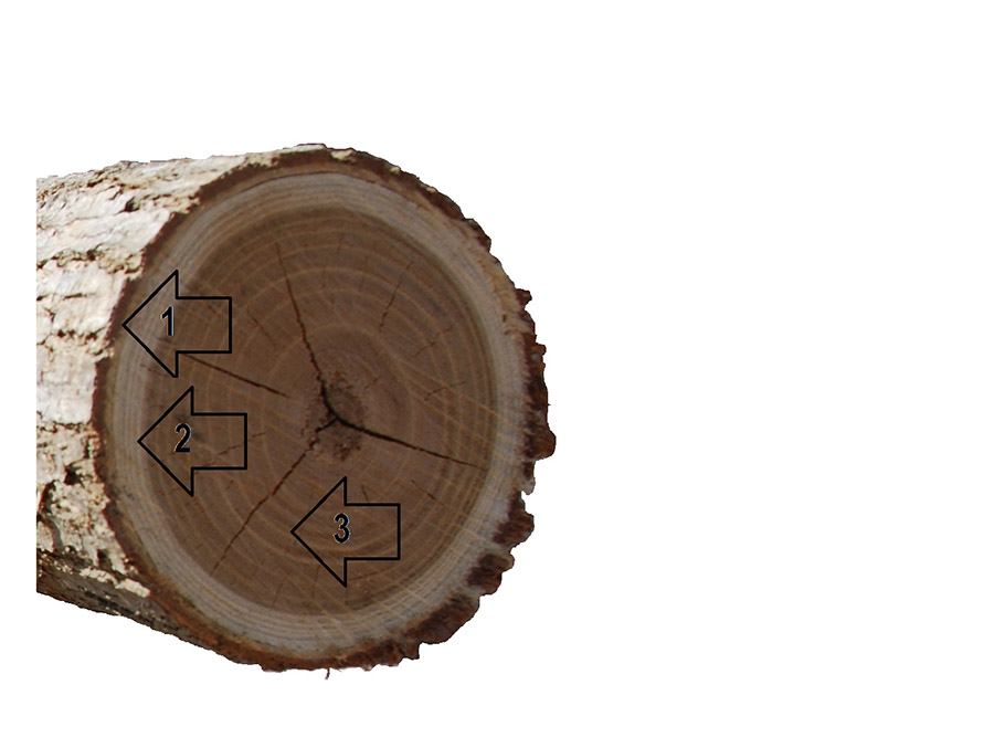 3 seccion tronco acacia