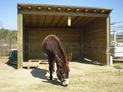 Boxes para caballos