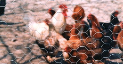 malla-metalica-triple-torsion-gallinas