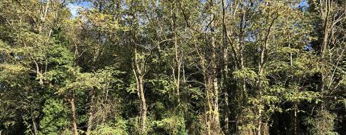 Aplicaciones Madera de acacia